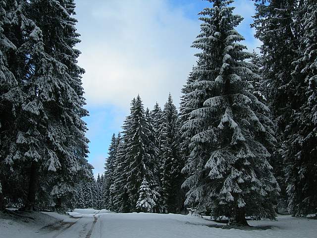 Macromiceti jurassiani � la lunga ricerca